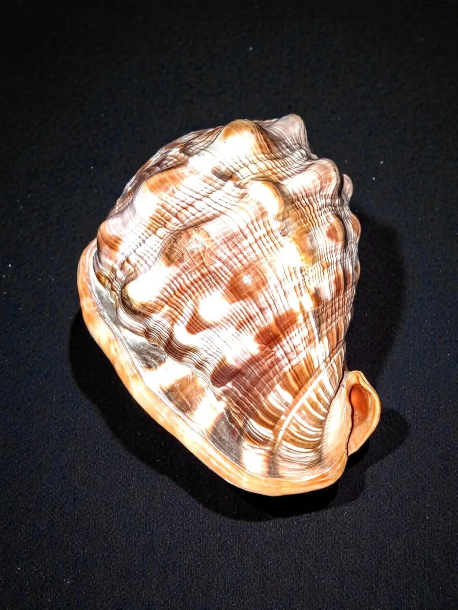 Large red helmet conch shell - Image 3