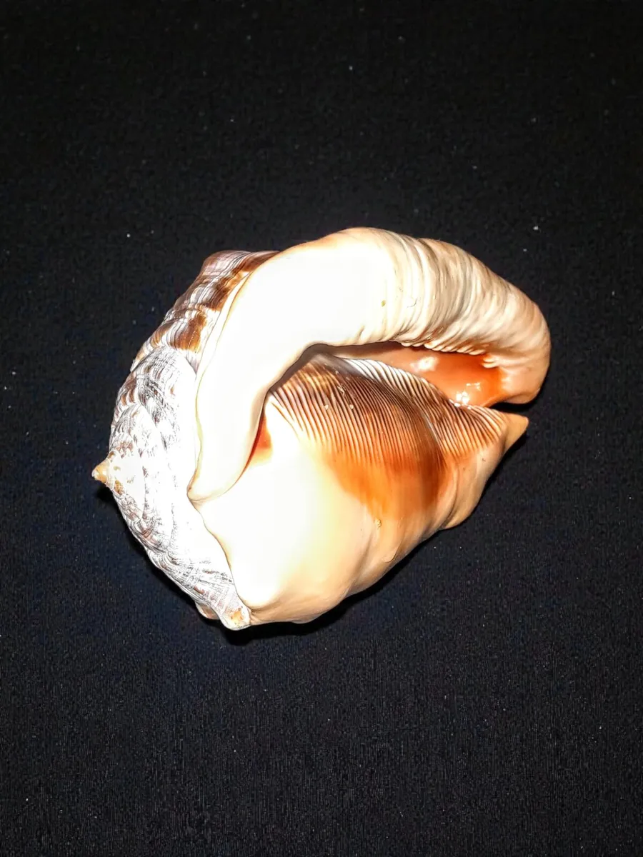 Large red helmet conch shell - Image 4