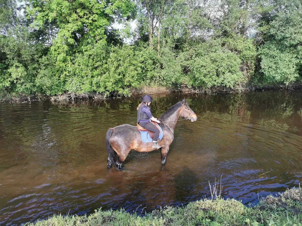 Irish Draught Gelding 12 years old. - Image 3