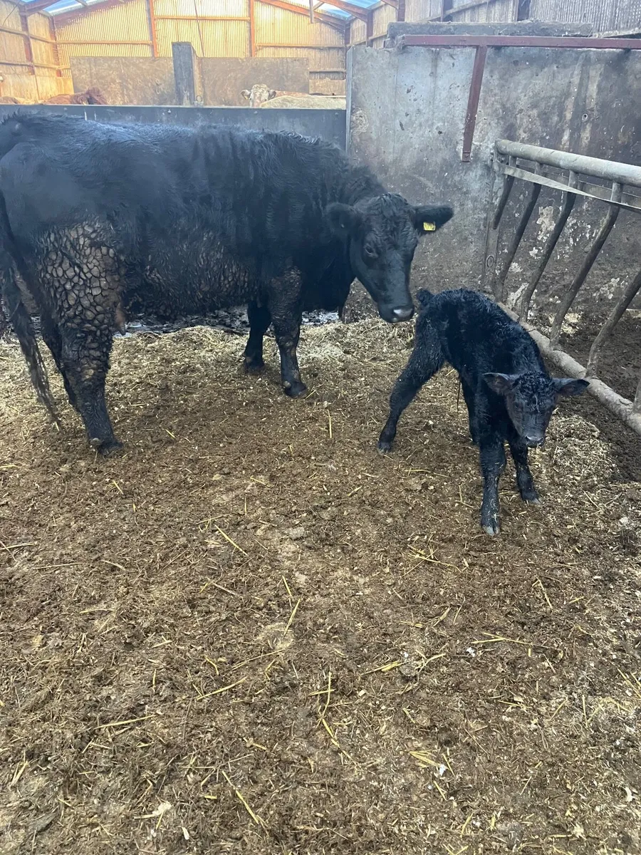 Incalf heifers - Image 3