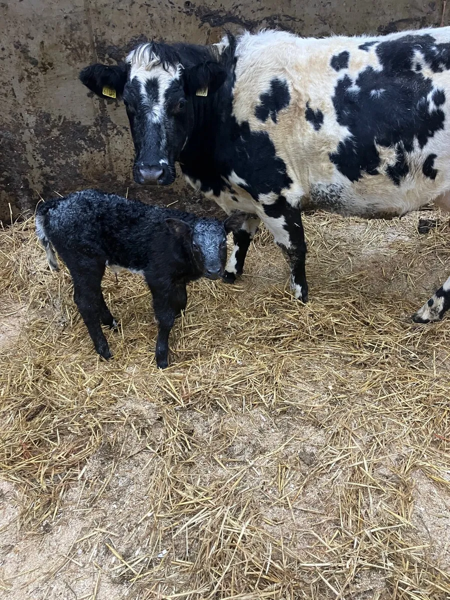 Incalf heifers - Image 1