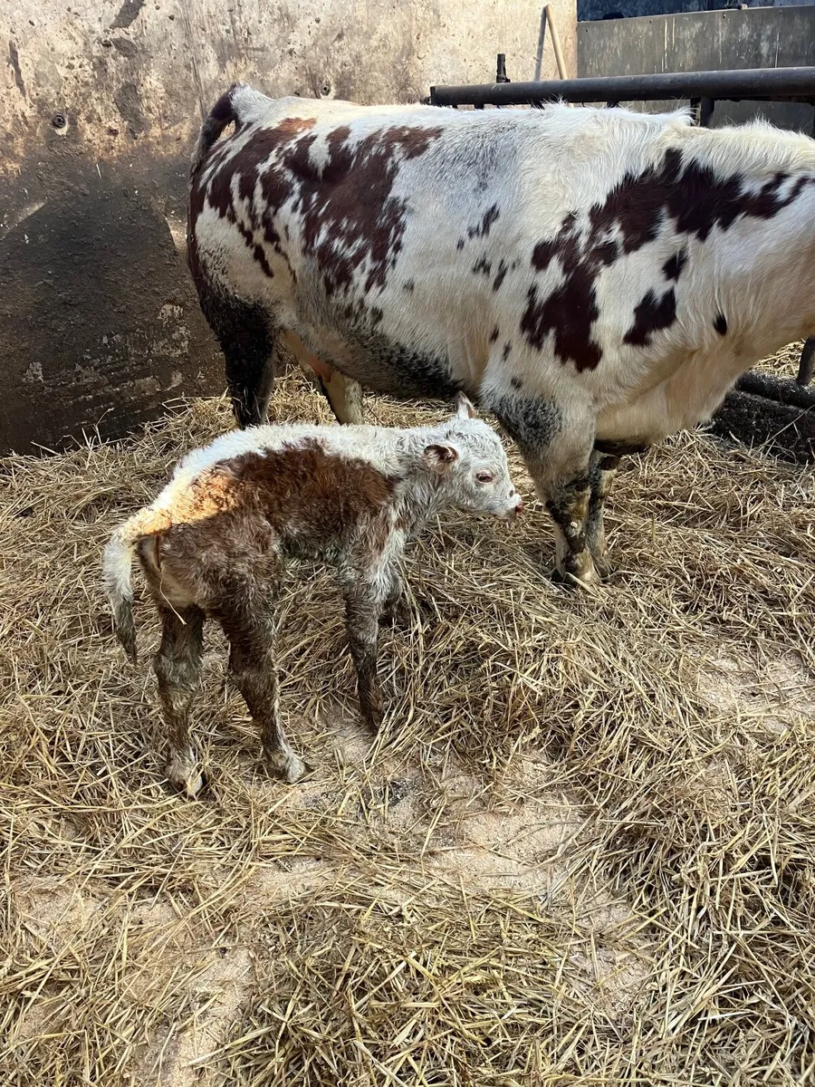 Incalf heifers - Image 2