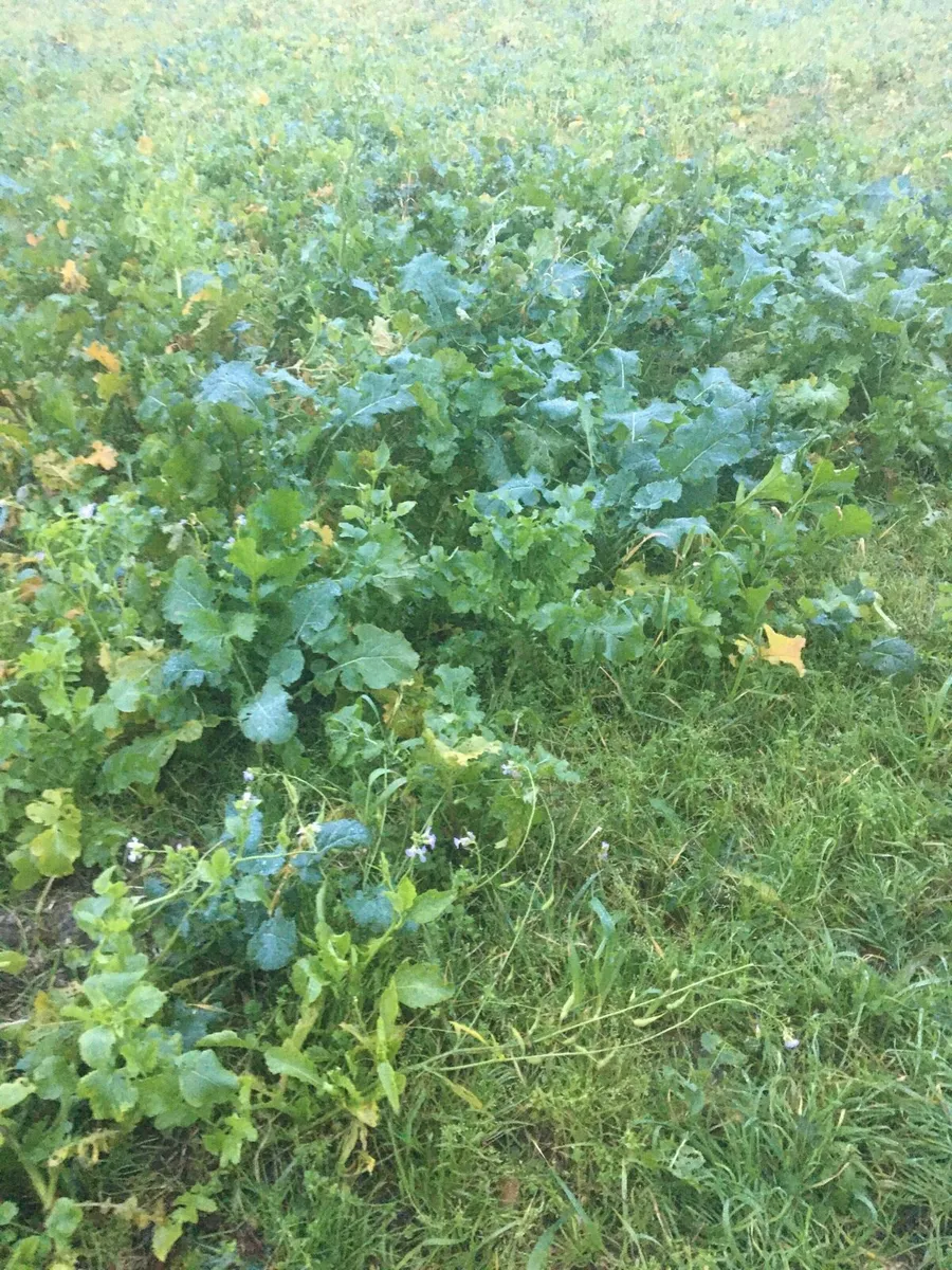 Rape for Sheep available