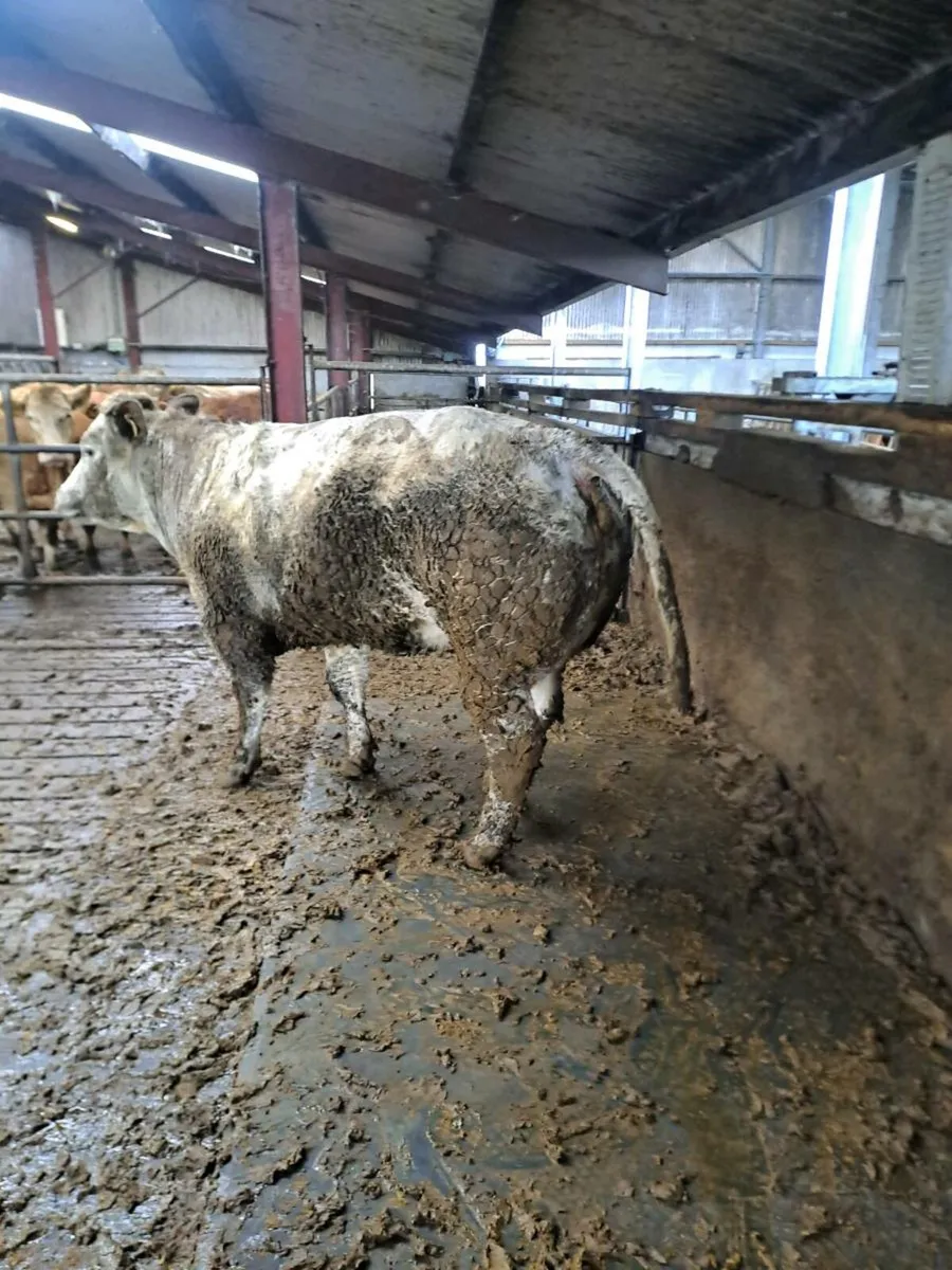 Breeding heifer - Image 1