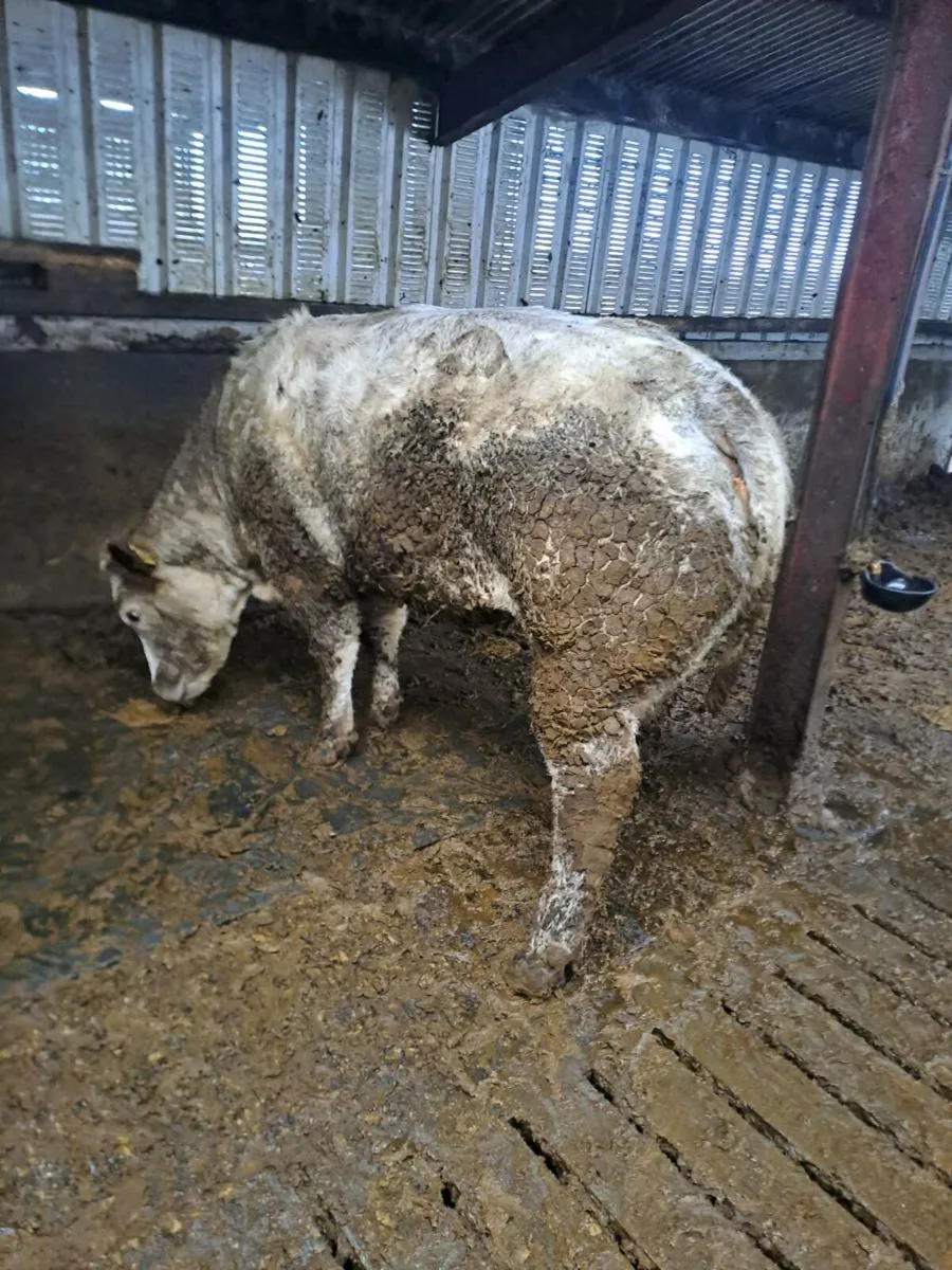 Breeding heifer - Image 2