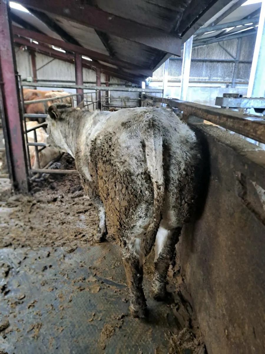 Breeding heifer - Image 4