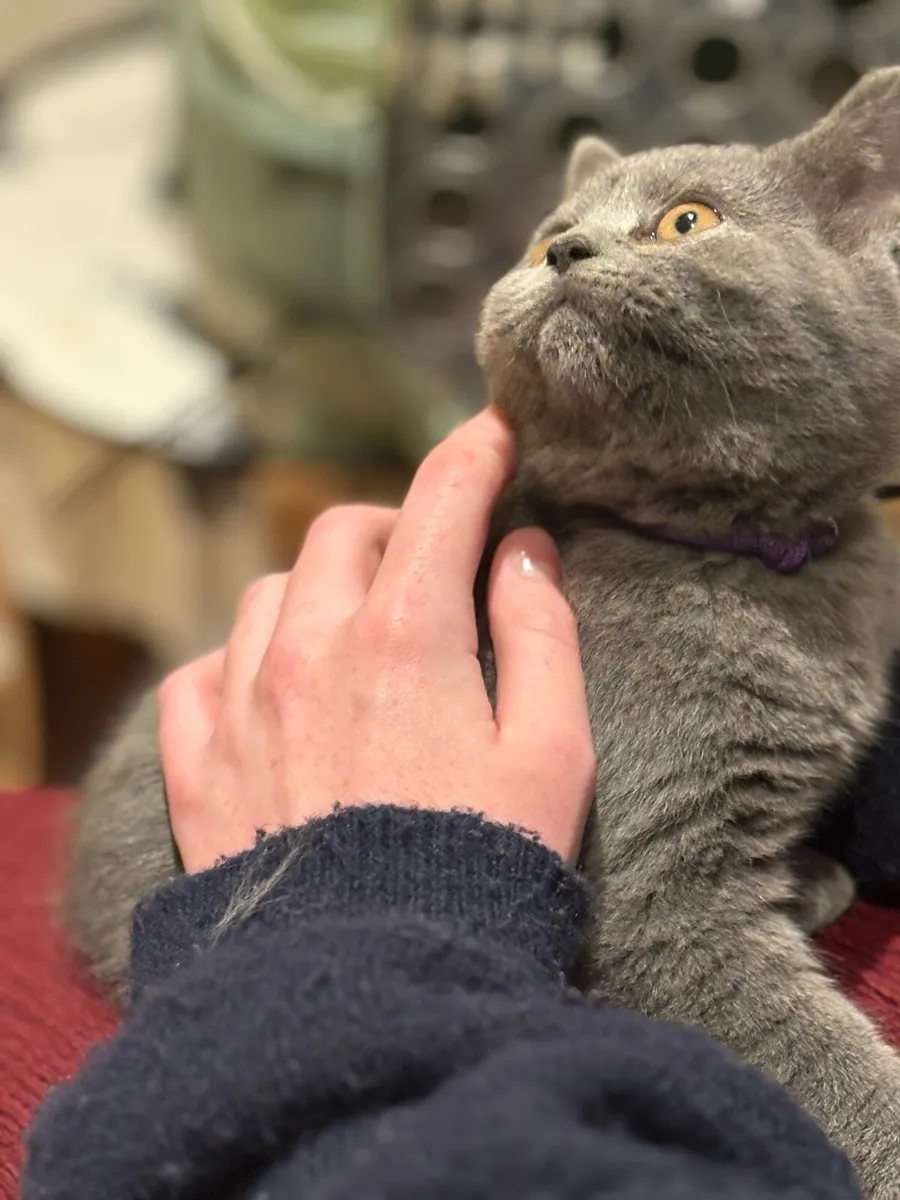 British blue kittens - Image 2