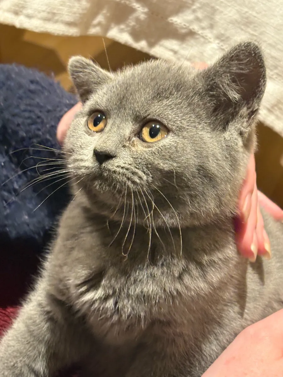 British blue kittens - Image 3