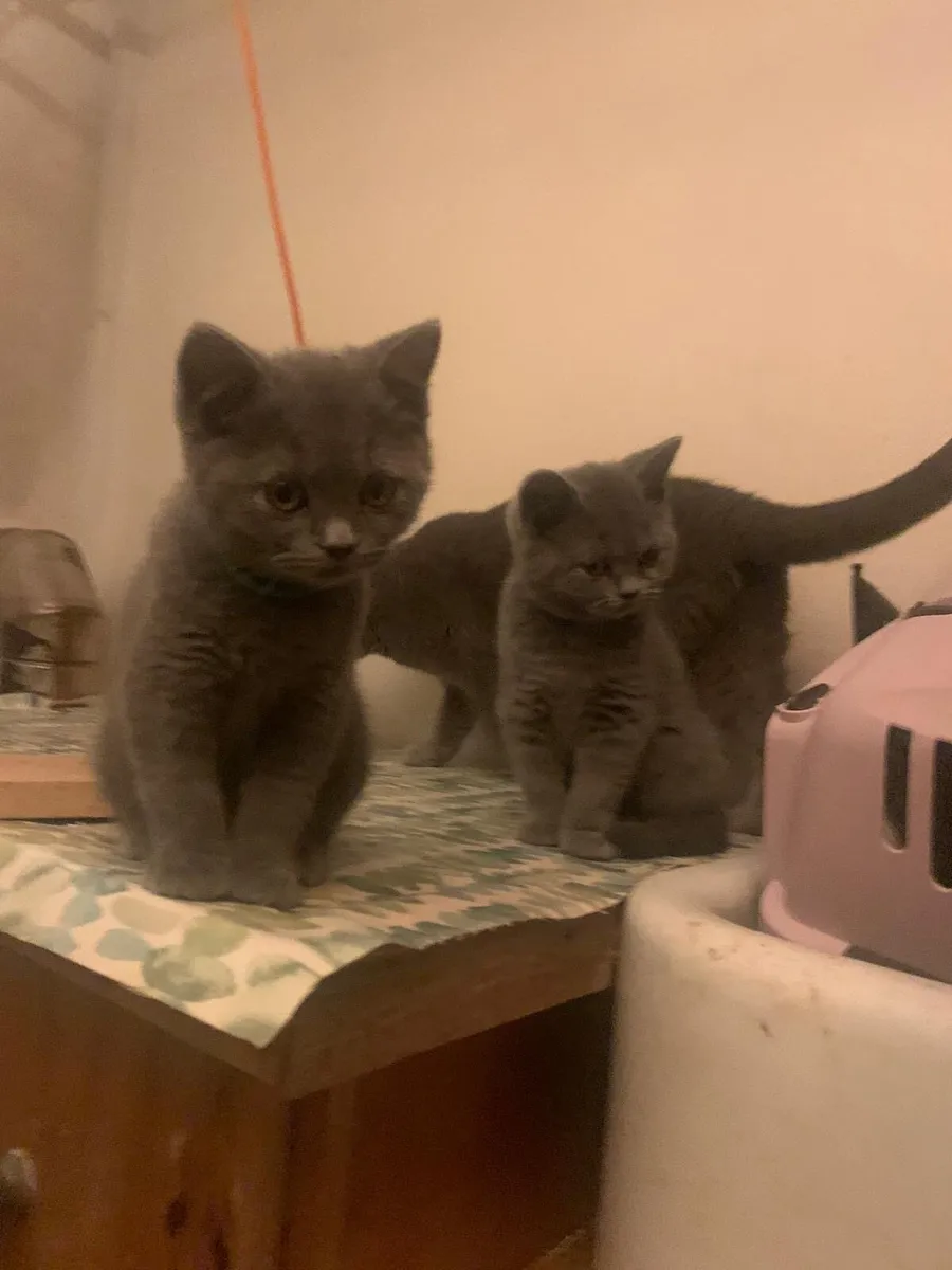 British blue kittens - Image 1