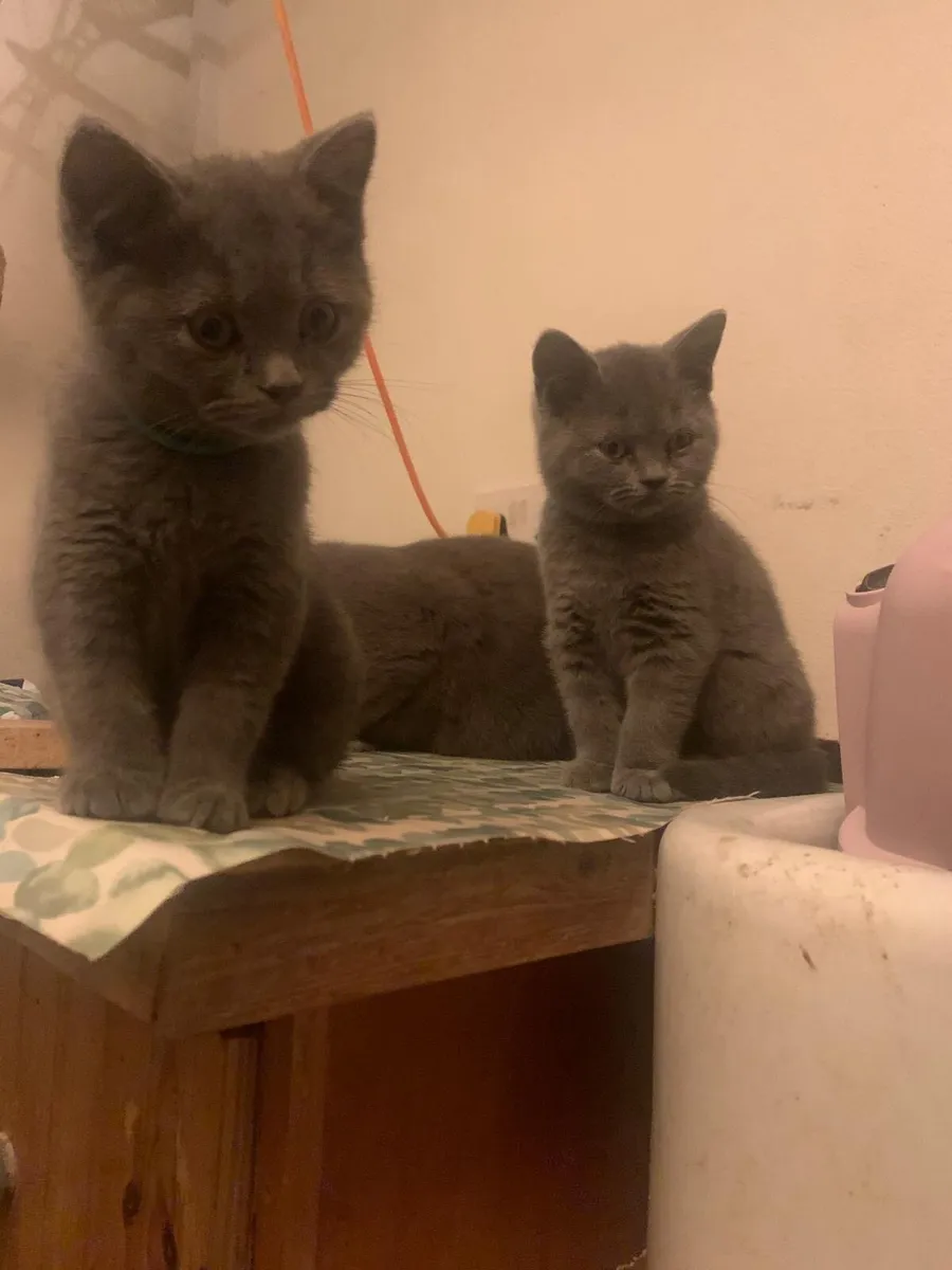 British blue kittens - Image 4