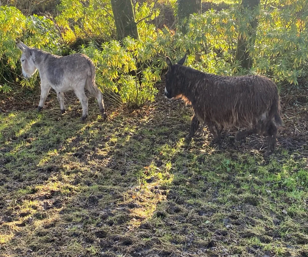 Mare Donkeys For Sale - Image 2