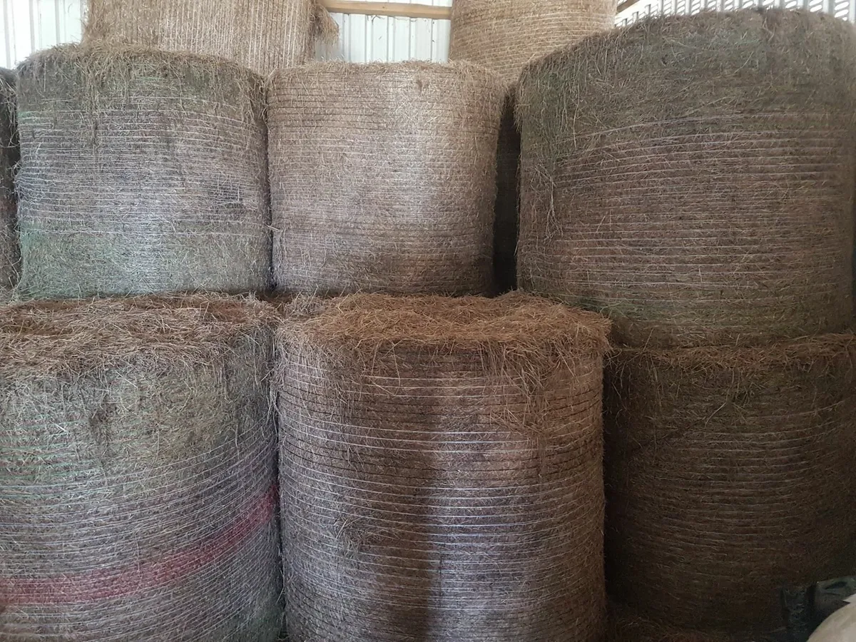 Hay For sale