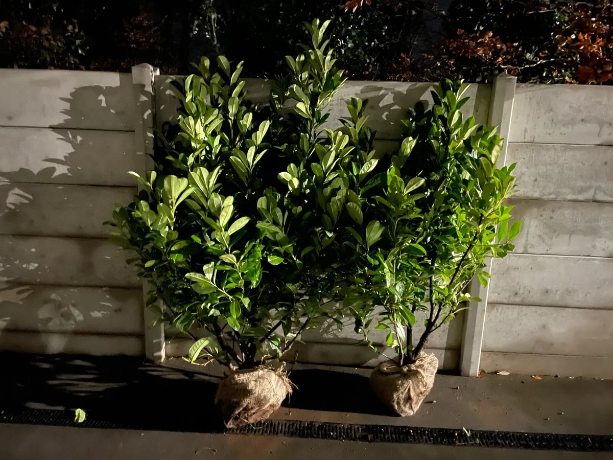 4-5 ft Instant Laurel Hedging - Image 1