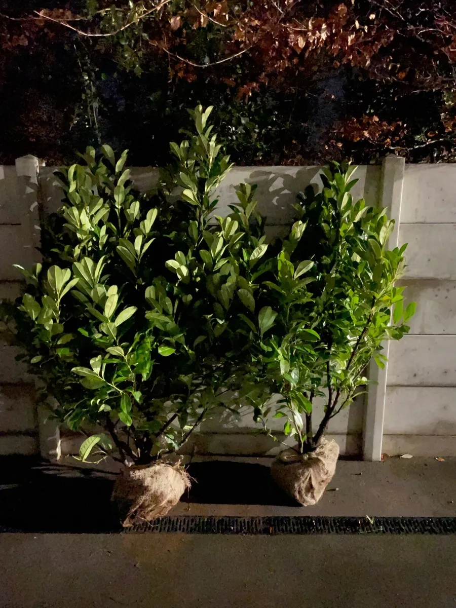 4-5 ft Instant Laurel Hedging - Image 2
