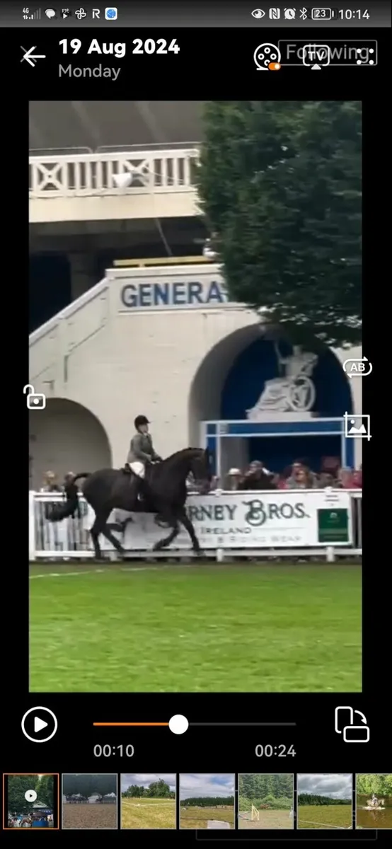 Irish Draught Gelding 12 years old. - Image 4