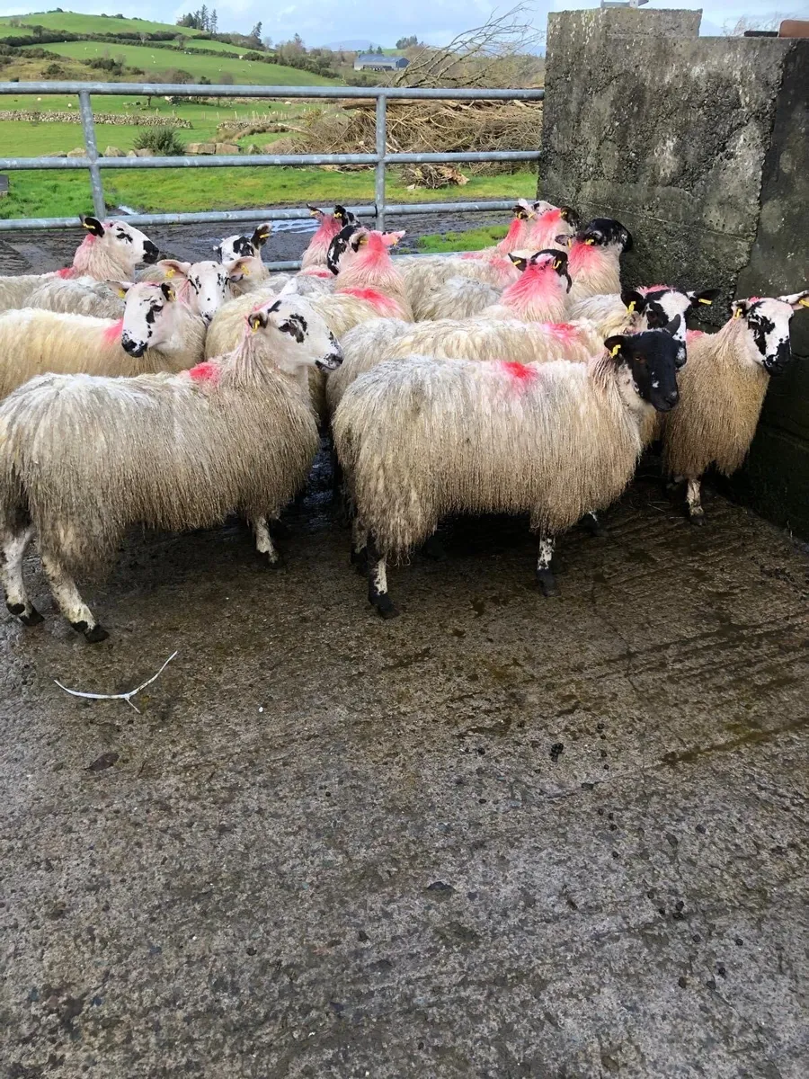Mule ewe lambs - Image 1