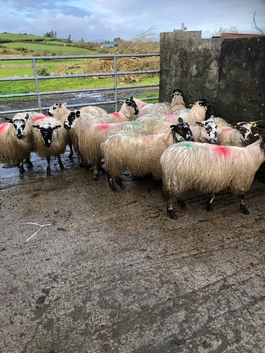 Mule ewe lambs - Image 2