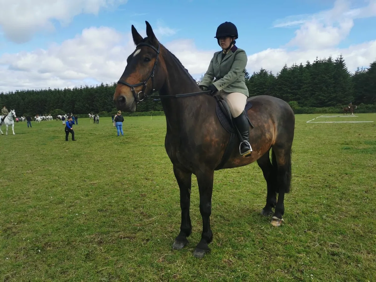 Irish Draught Gelding 12 years old. - Image 1