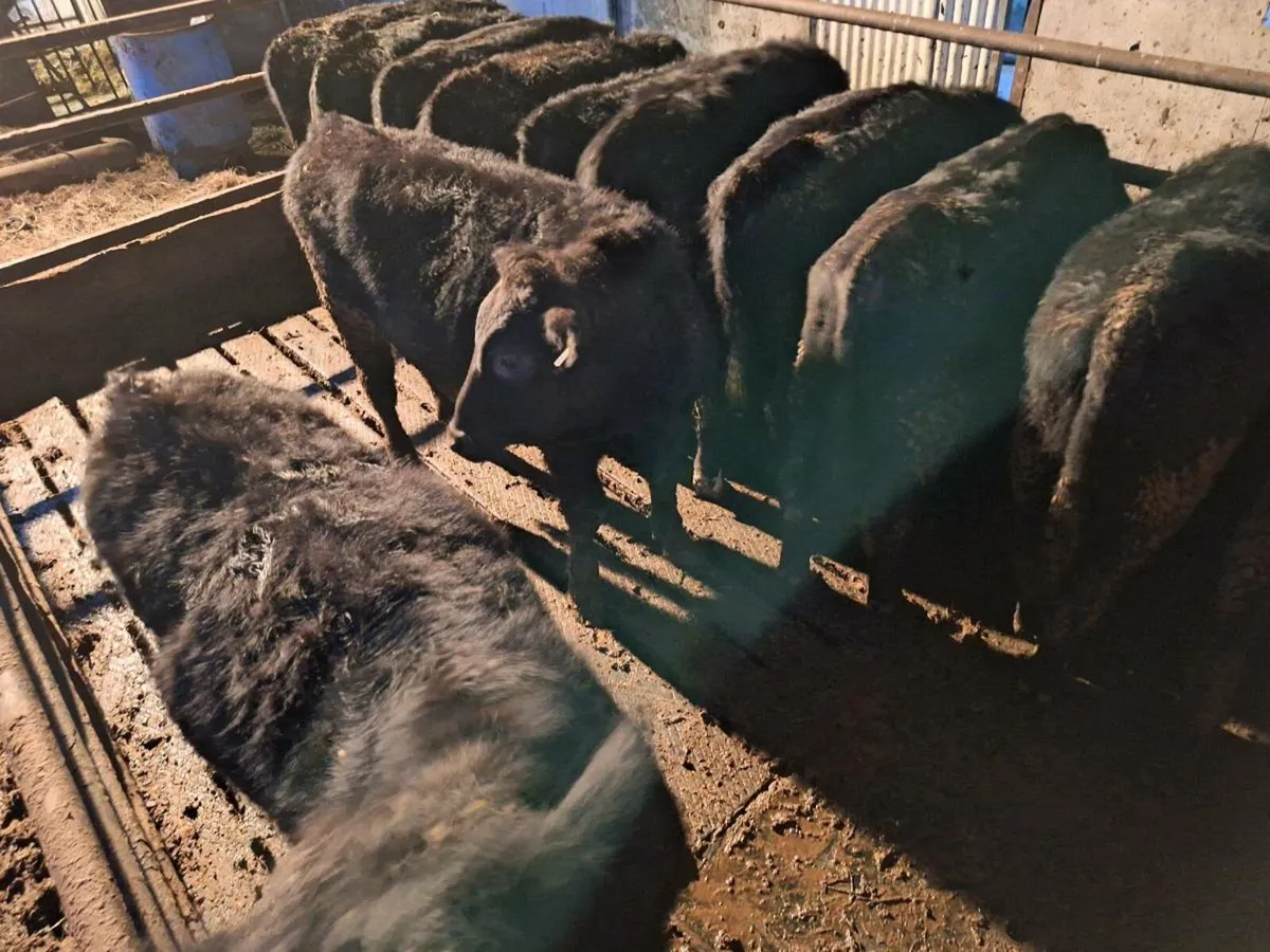 12 Aberdeen Angus Weanlings - Image 1
