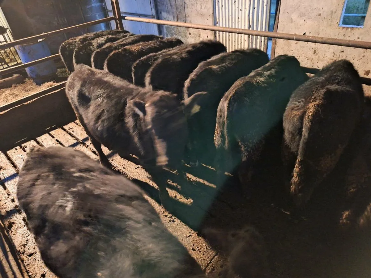 12 Aberdeen Angus Weanlings - Image 2