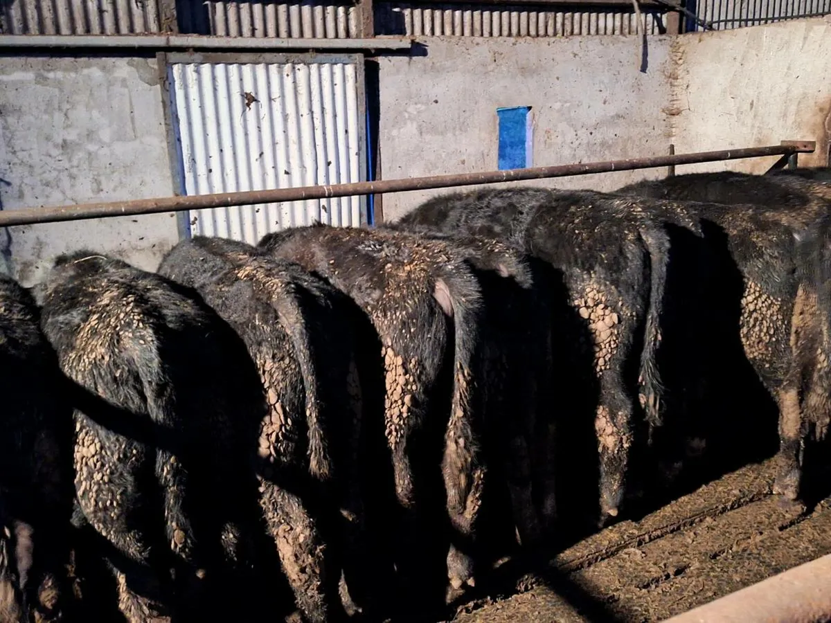 12 Aberdeen Angus Weanlings - Image 3