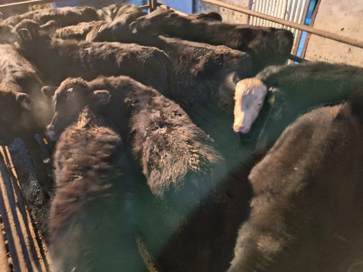 12 Aberdeen Angus Weanlings - Image 4