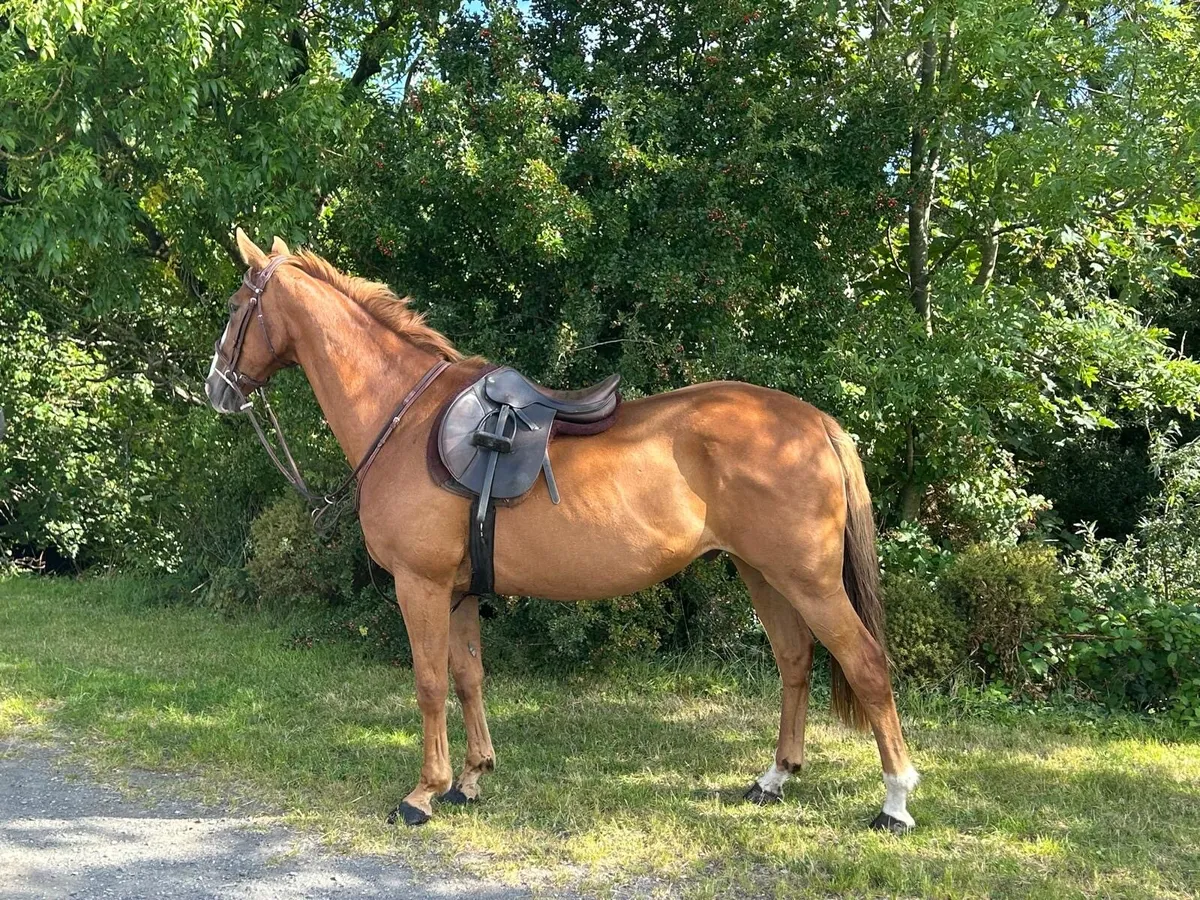 Gelding 12yo by Pointilliste - Image 1