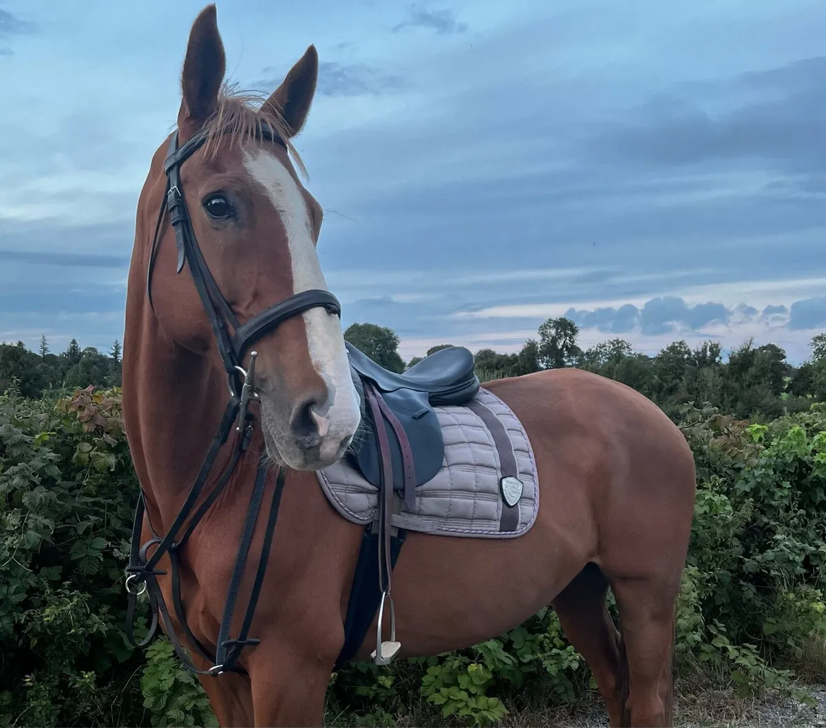 Gelding 12yo by Pointilliste - Image 2