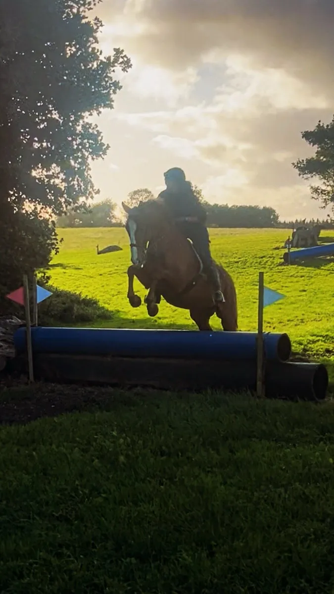 Gelding 12yo by Pointilliste - Image 3