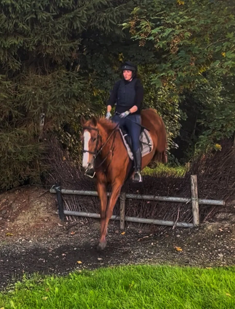 Gelding 12yo by Pointilliste - Image 4