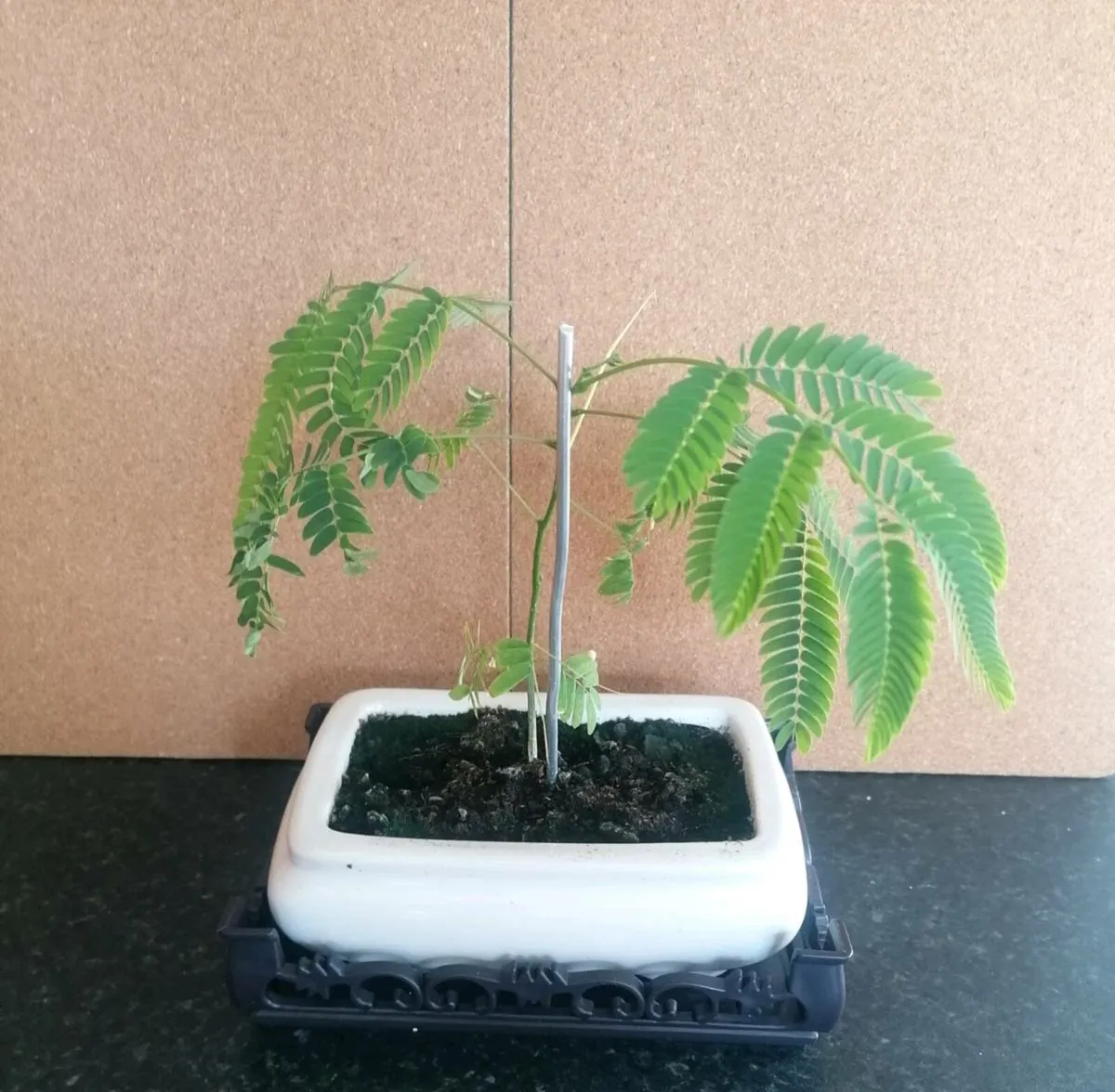 Bonsai plants - Image 1