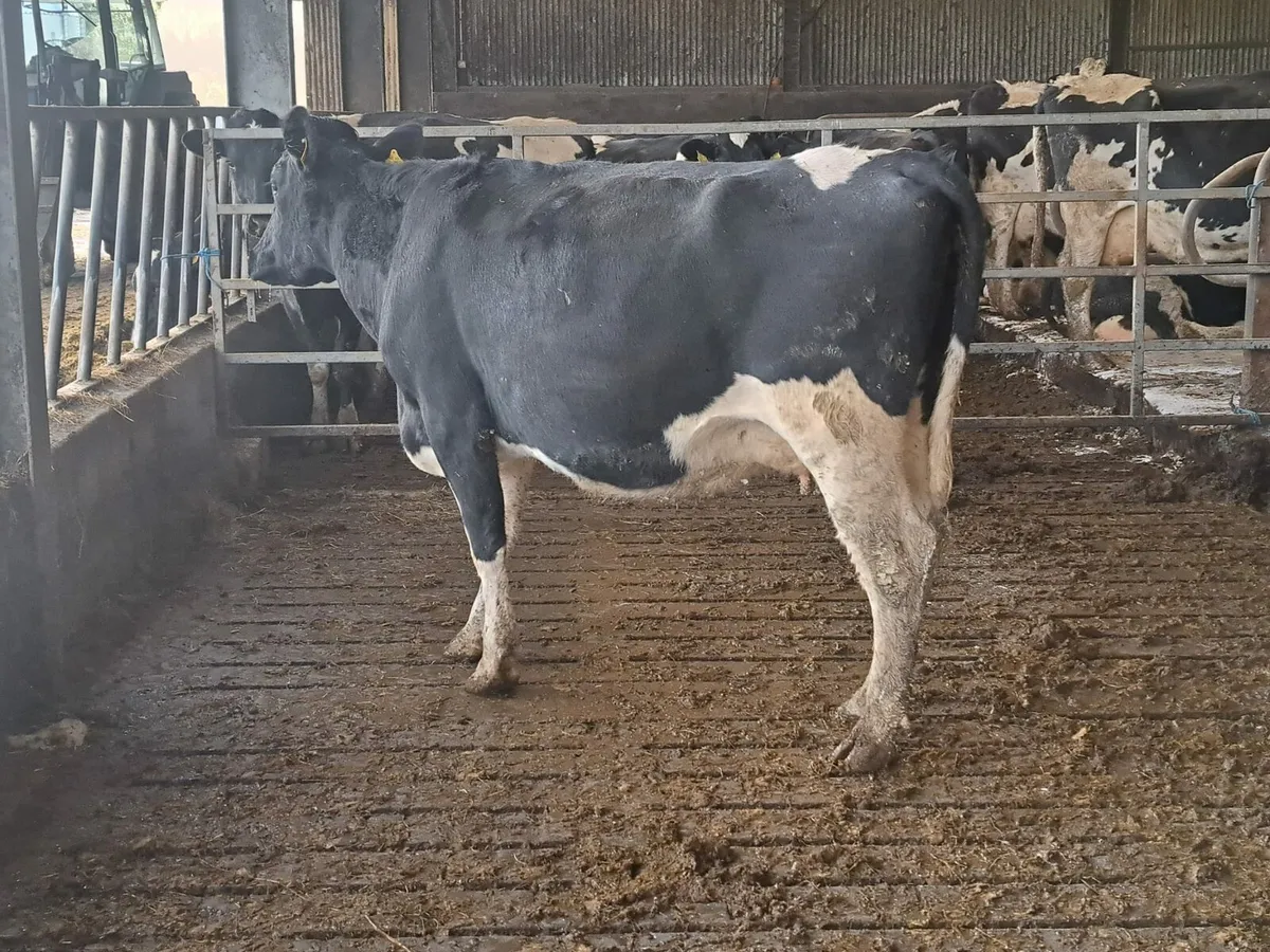 Complete Dairy clearance 12th December 100 cows - Image 1