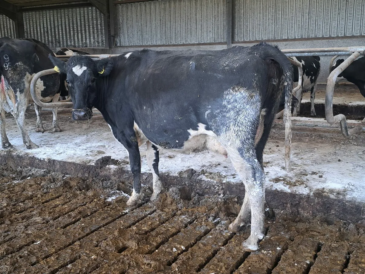 Complete Dairy clearance 12th December 100 cows - Image 2