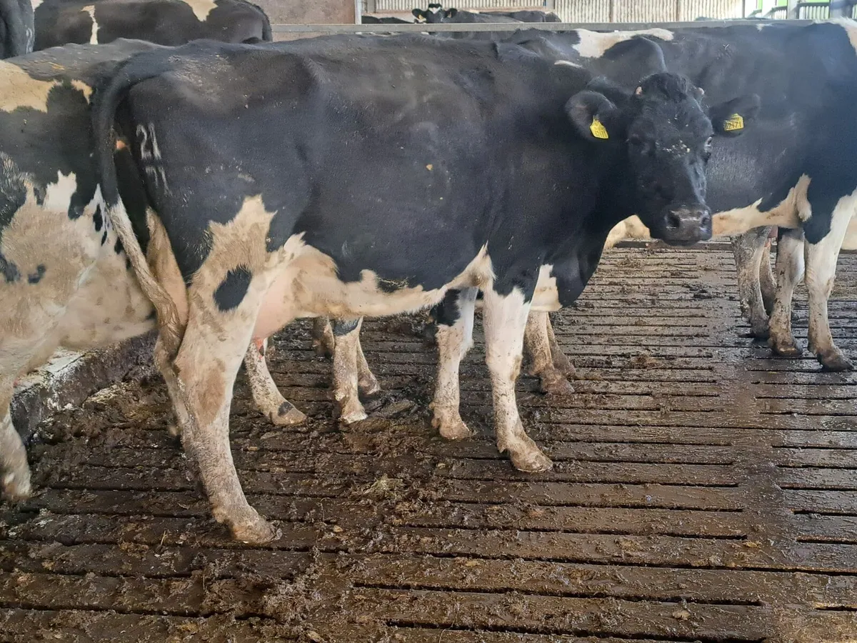 Complete Dairy clearance 12th December 100 cows - Image 3