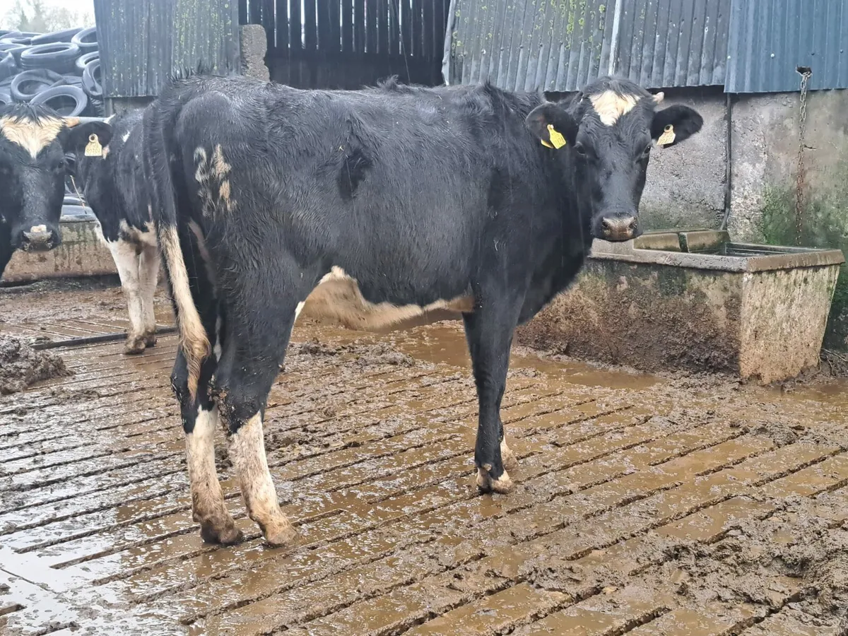 Complete Dairy clearance 12th December 100 cows - Image 4