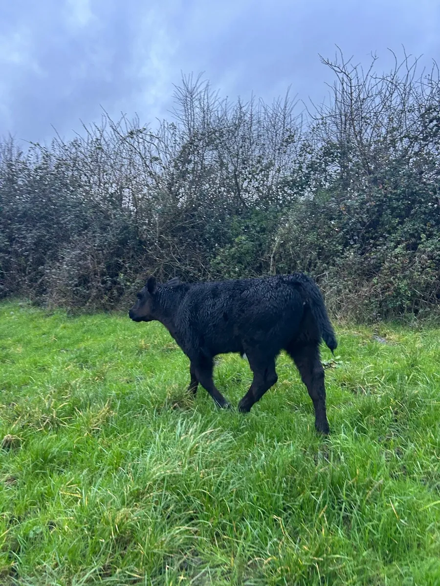 Limousine heifer calf - Image 1