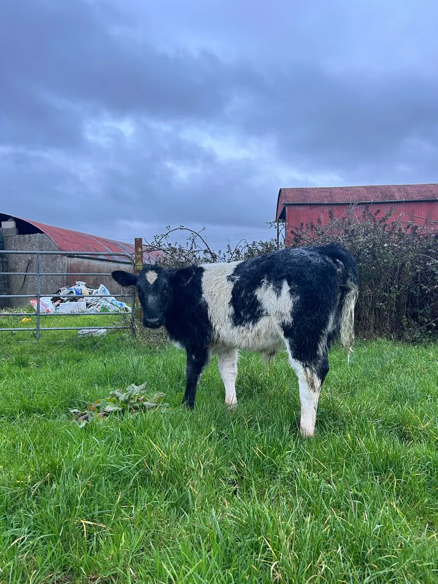 Limousine heifer calf - Image 2