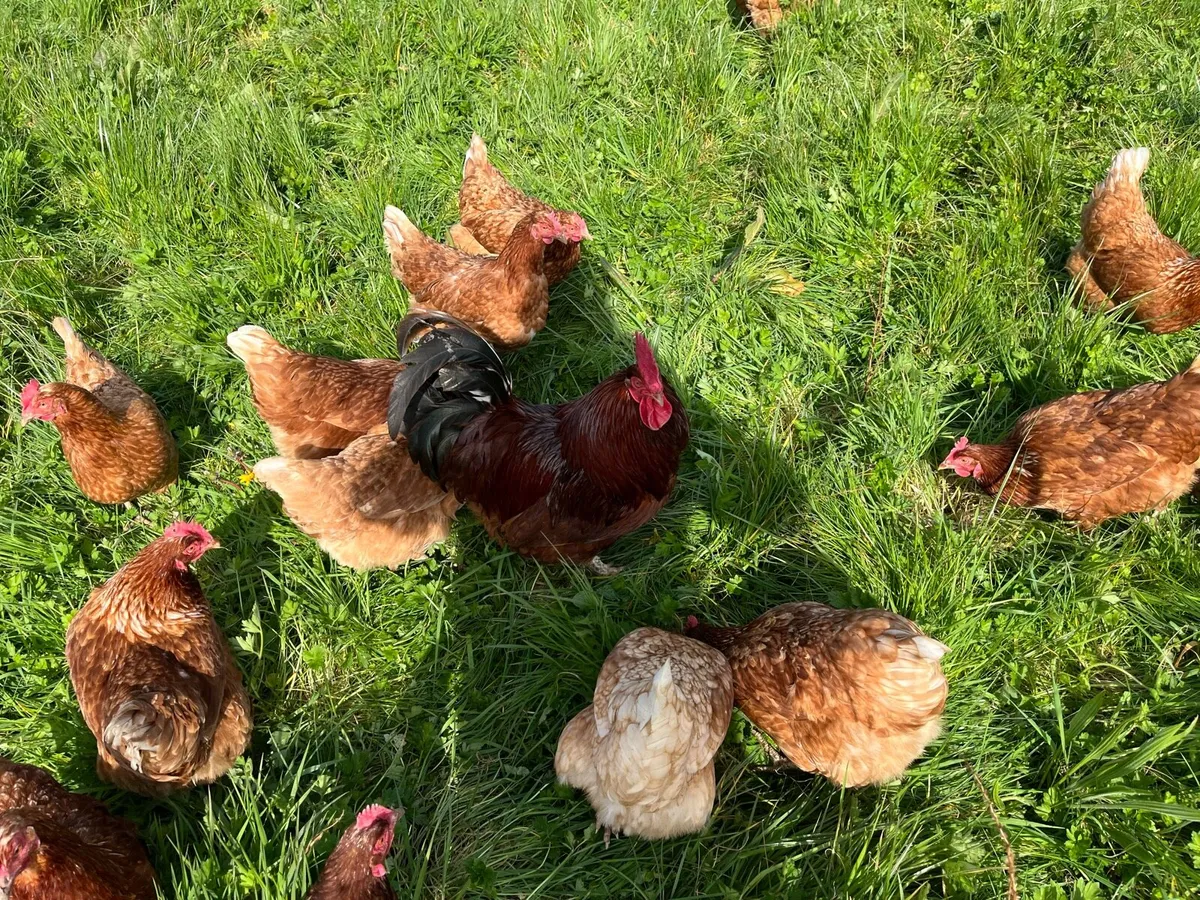 Laying Hens - Image 1