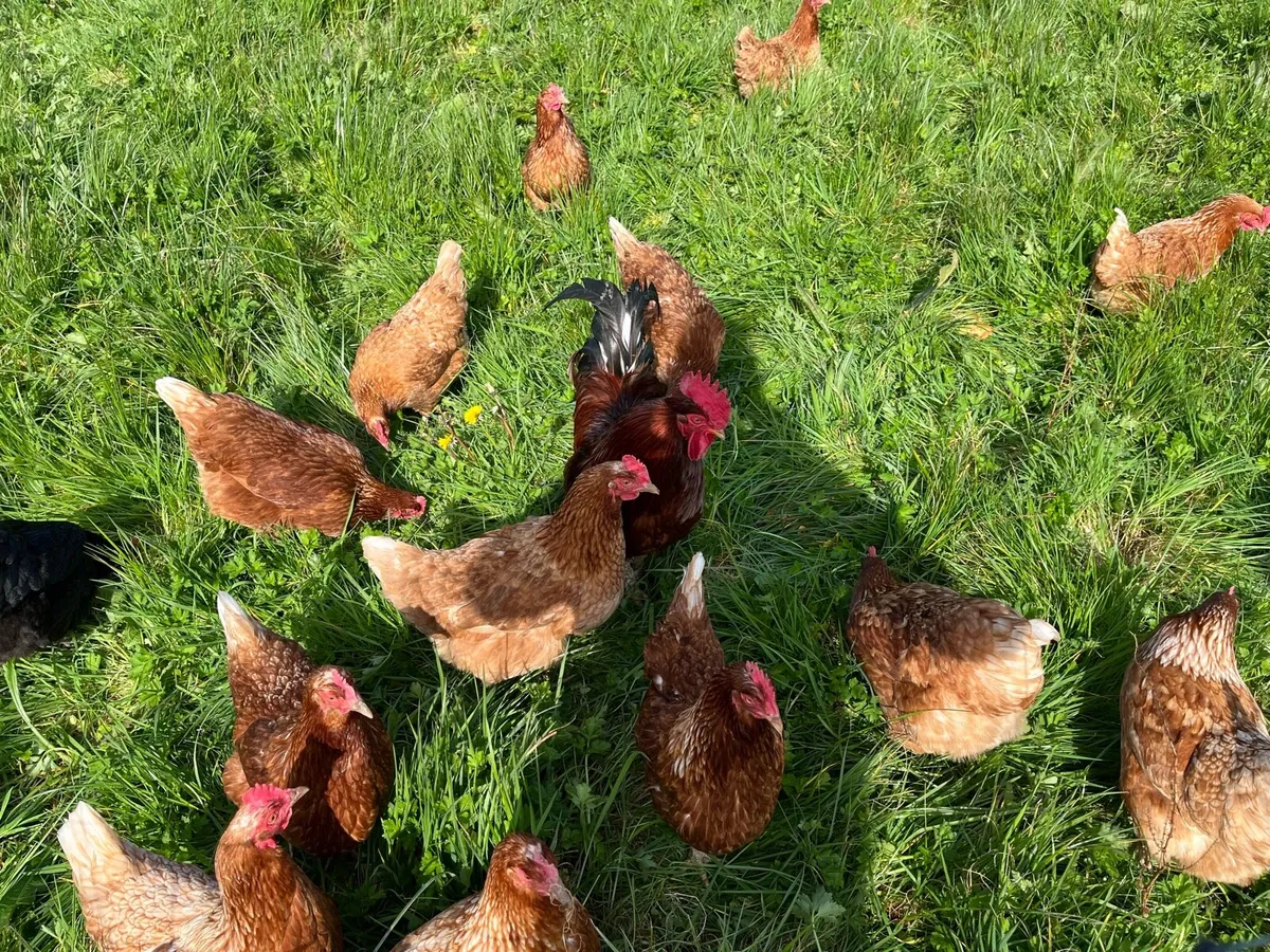 Laying Hens - Image 2