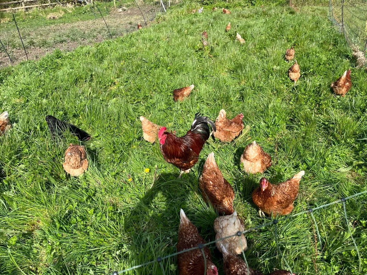 Laying Hens - Image 3