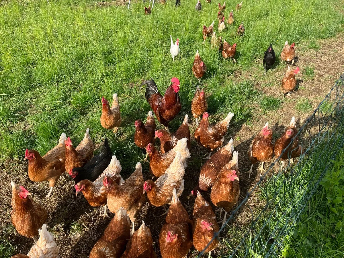 Laying Hens - Image 4