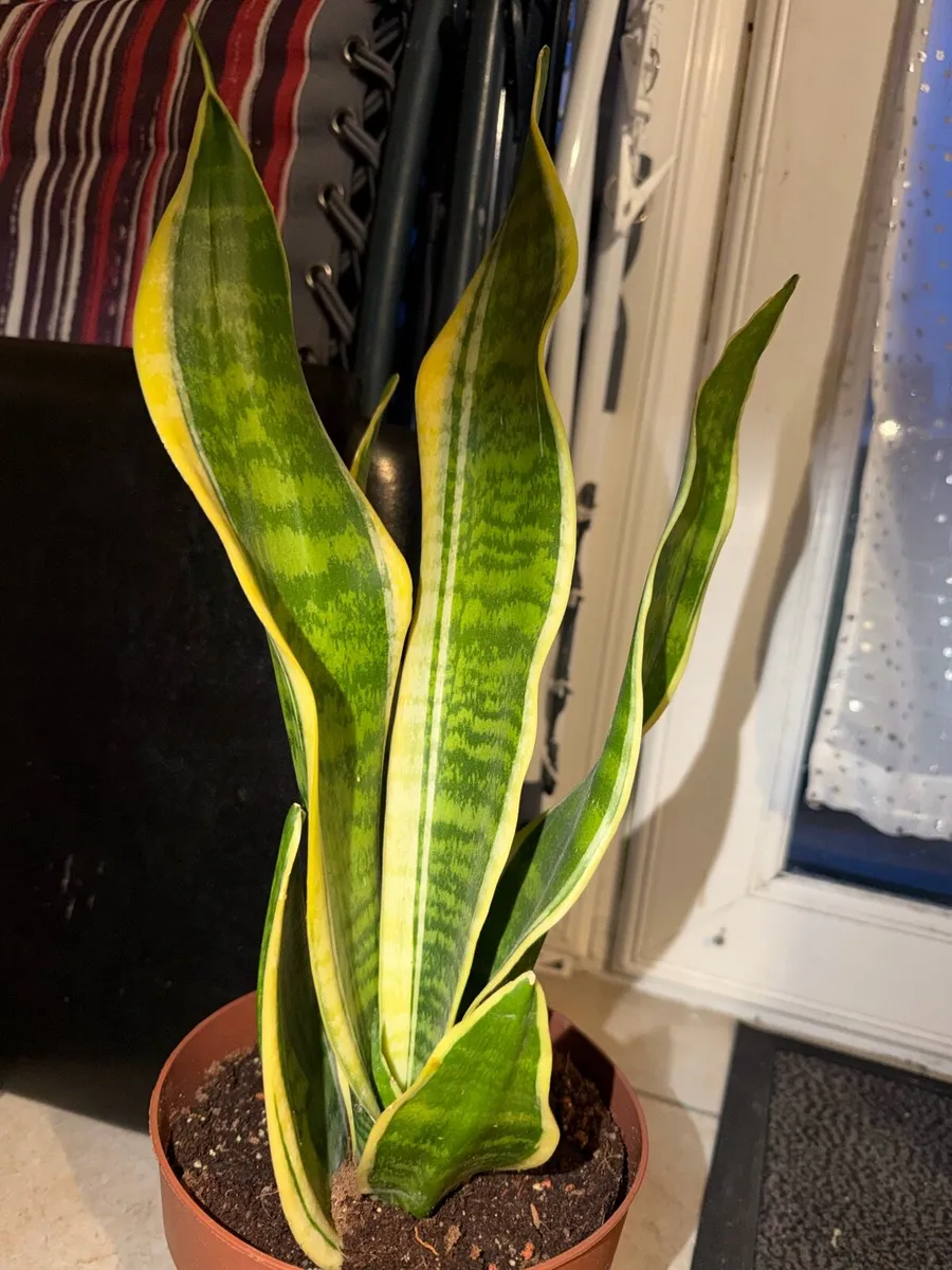 Snake plants - Image 1