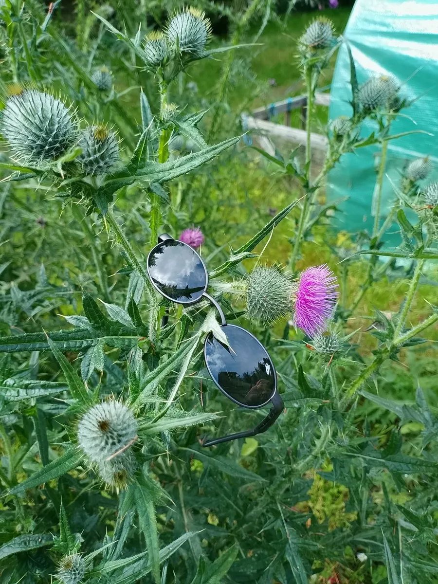 Sunglasses - Image 1