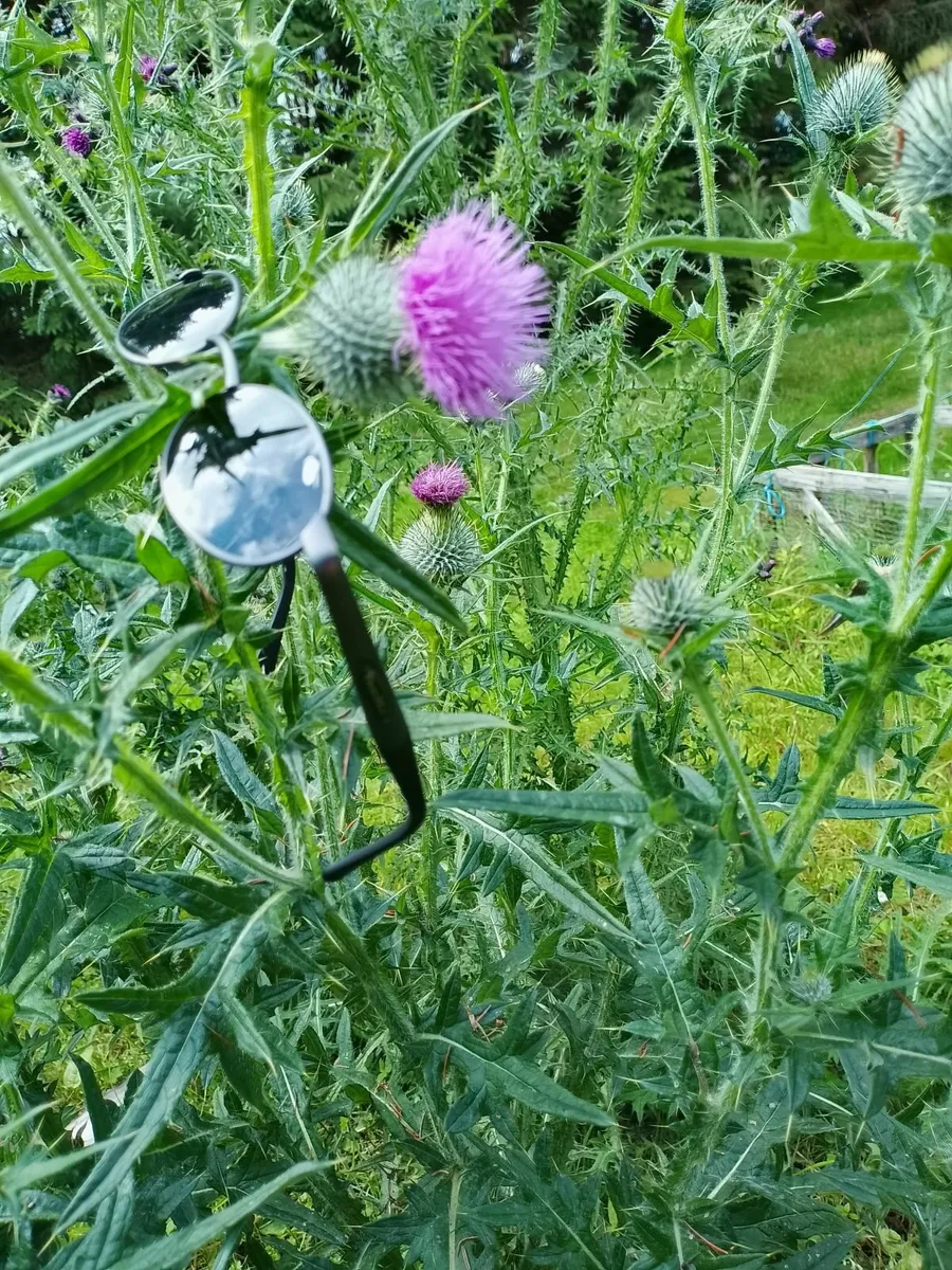 Sunglasses - Image 3