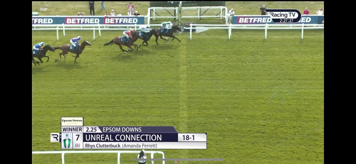 4 yr old Filly by Calyx - Image 4