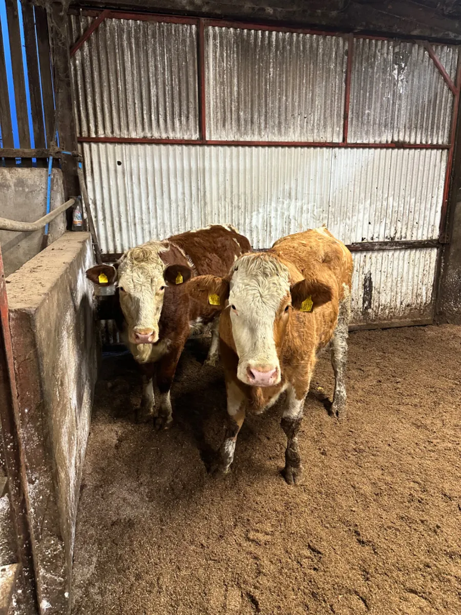 Fkv springing heifers - Image 2