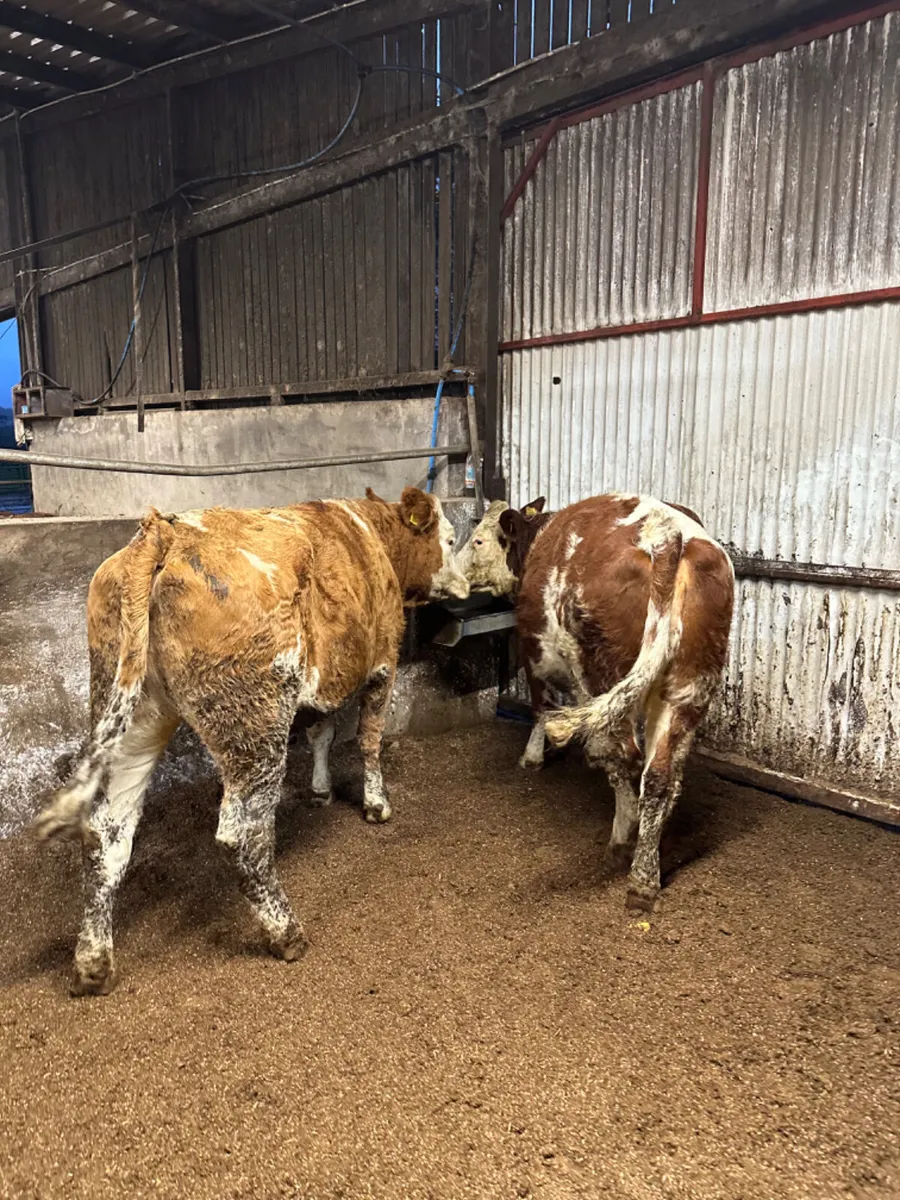 Fkv springing heifers - Image 4