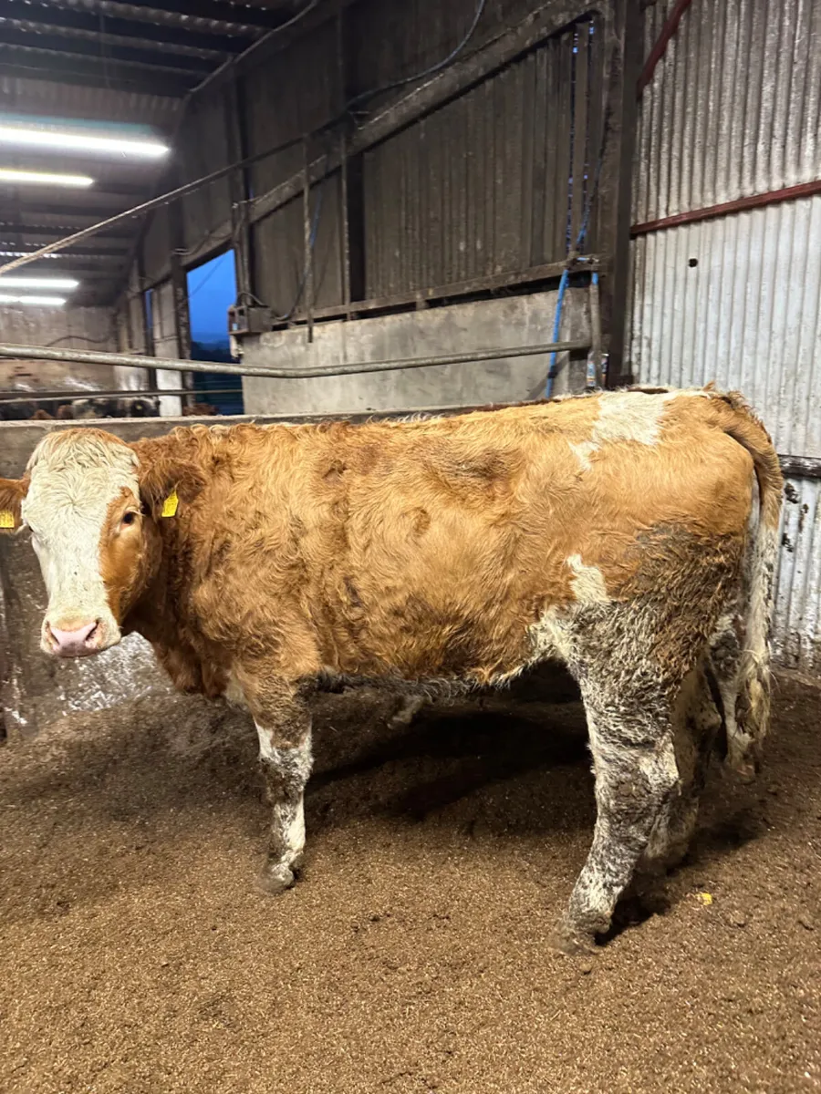 Fkv springing heifers - Image 1