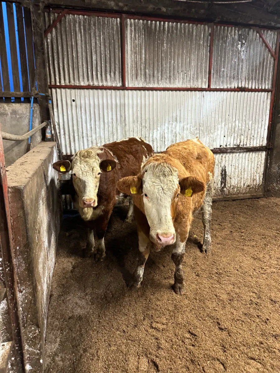 Fkv springing heifers - Image 3