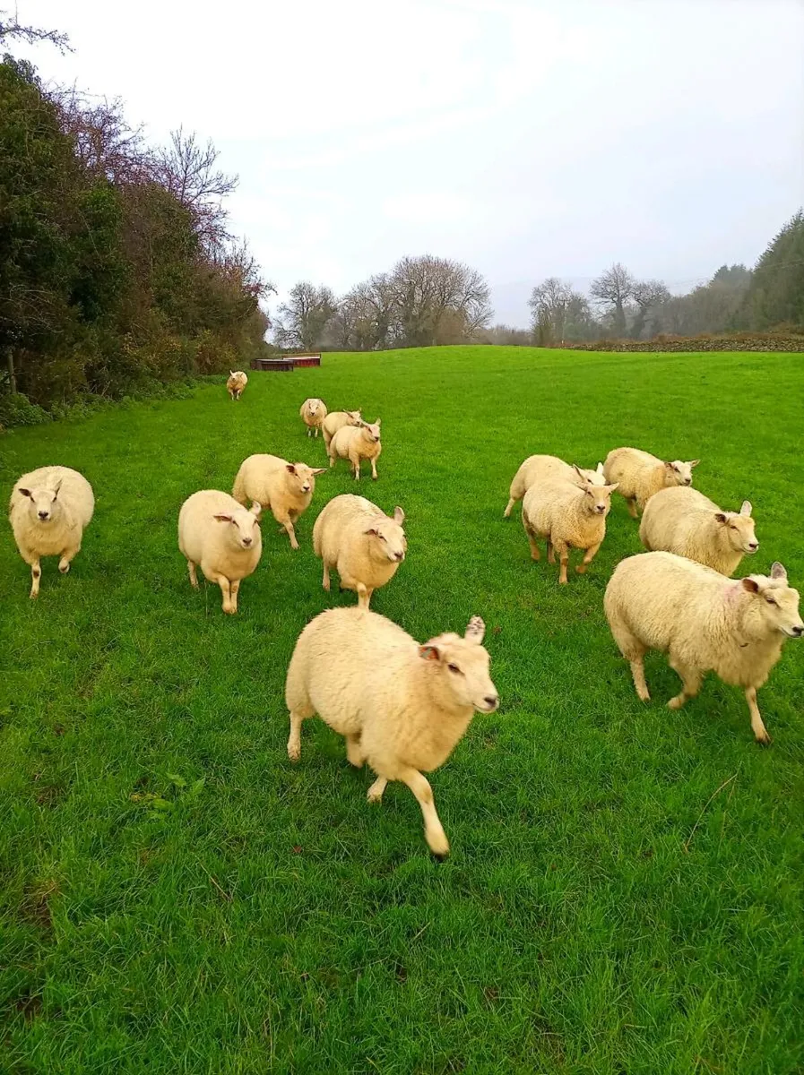 Ewe lambs - Image 1